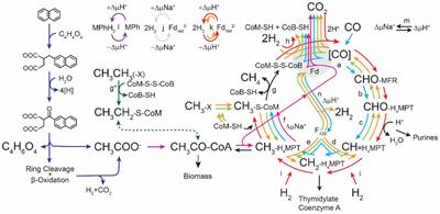 Insights into the biotechnology potential of Methanosarcina